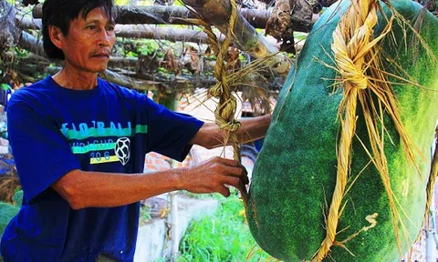 Bí đao `khổng lồ` 100kg/quả ở làng trồng nếp đặc sản và những điều ít ai biết