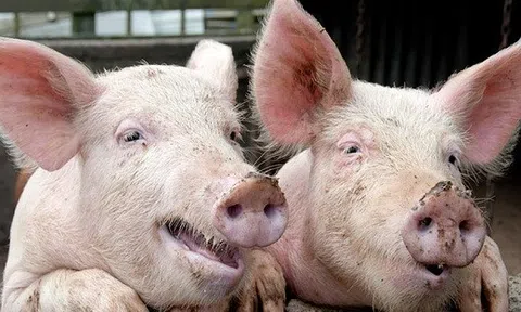Giá heo hơi hôm nay 6/9: Tiếp tục phục hồi, nông dân phấn khởi