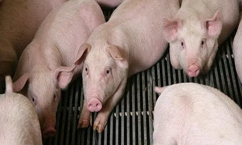 Giá heo hơi hôm nay 8/9: Biến động trái chiều tại miền Nam