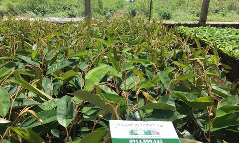 Hạt sầu riêng hết `sốt xình xịch`, lại tới giá cây giống cao kỷ lục