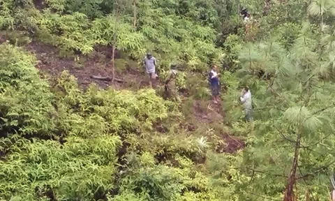 Lên núi hái lá thuốc cho cháu, cụ bà 90 tuổi bất ngờ tử vong