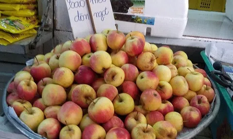 Táo mini Trung Quốc đội lốt “táo mèo” Hà Giang