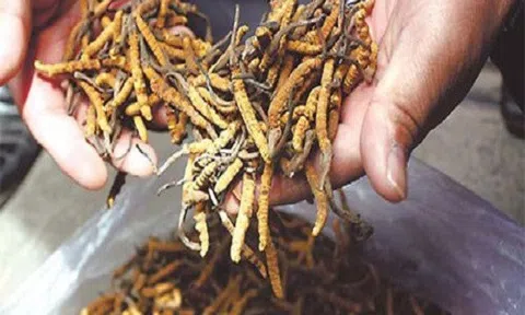 Thần dược 2 tỷ đồng/kg: Sự thật `cú lừa thế kỷ` khiến đại gia ngã ngửa