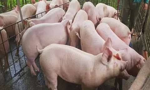Giá heo hơi hôm nay 12/9: Tăng cao nhất ở Thái Nguyên lên 53.000 đồng/kg