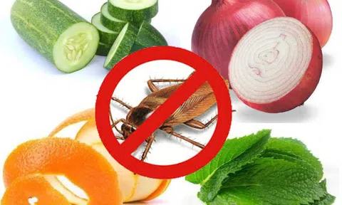 Những cách đuổi gián bằng nguyên liệu có sẵn trong bếp không cần hóa chất 