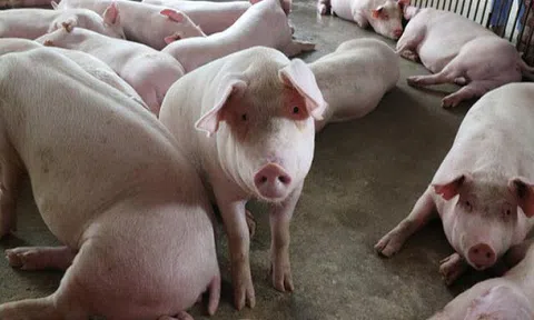 Giá heo hơi hôm nay 13/9: Vẫn tiếp tục tăng trong cả nước