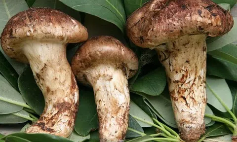 Hàng trăm người đặt tiền, chờ mua loại nấm đắt nhất thế giới về Việt Nam