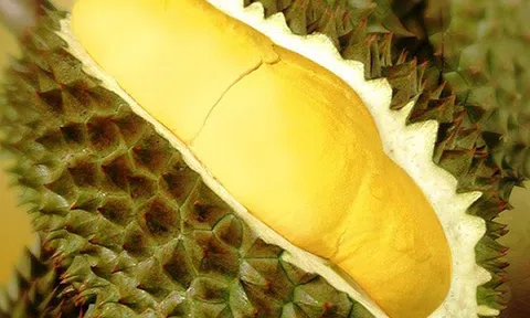 Bí quyết chọn sầu riêng thơm ngon, đảm bảo sức khỏe cho người dùng