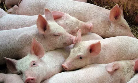 Giá heo hơi hôm nay 14/9: Chạm mốc 54.000 đồng/kg