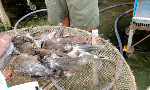 Cận cảnh tàn sát chim trời ở chợ chim lớn nhất Miền Tây