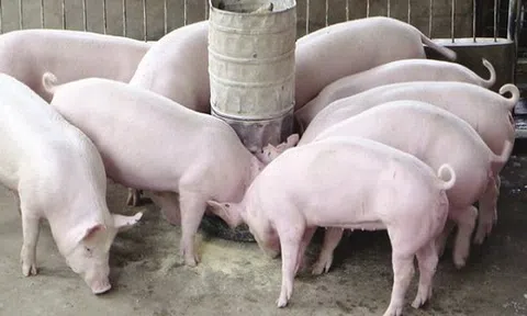 Giá heo hơi hôm nay 15/9: Ba miền vẫn giữ mức tăng cao