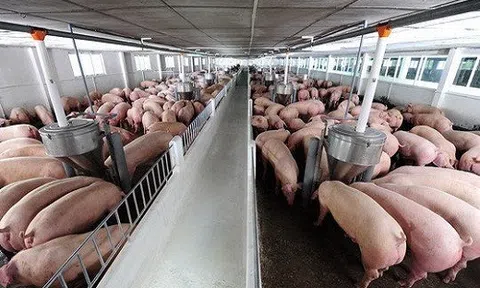 Giá heo hơi hôm nay 16/9: Miền Bắc tiếp tục tăng nhẹ
