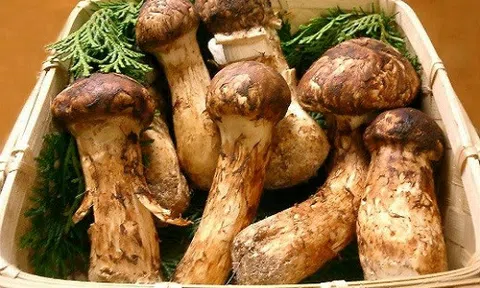 Vài chục triệu đồng cho một kg nấm matsutake