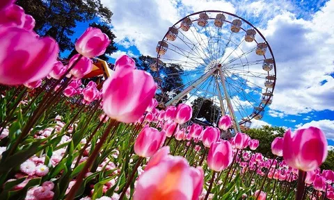 Đắm chìm trong `thiên đường hoa cỏ` đẹp quên lối về ở lễ hội Floriade, Australia