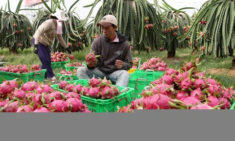 Thanh long rớt giá thảm hại, 3 triệu đồng/3 tấn thương lái vẫn không mua