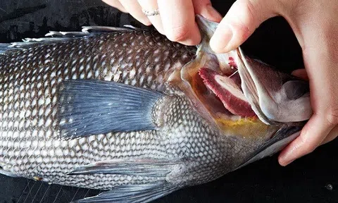 Cứ chọn cá theo mẹo này các mẹ khỏi lo mua nhầm cá ươn, cá bệnh