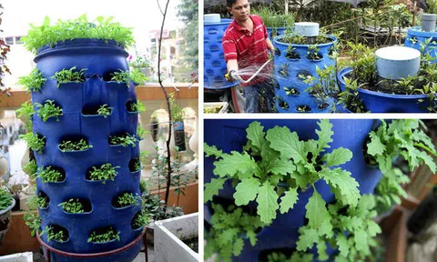 Giải pháp trồng rau xanh trong nhà phố vừa tiện lợi, tiết kiệm lại đảm bảo sạch sẽ