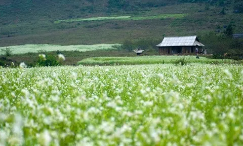 Thấy gió lạnh đầu mùa lại háo hức ngắm sắc hoa cải Mộc Châu