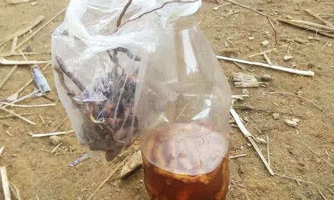 Xác định nguyên nhân 2 cậu cháu tử vong do uống rượu ngâm rễ cây ở Quảng Nam