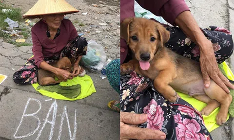 Hình ảnh “nụ hôn từ biệt” của cụ già và chú chó nhỏ giữa phố khiến người xem bật khóc