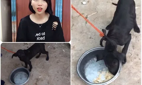 CĐM kêu gọi tẩy chay cô gái cho chó uống thuốc cường dương để tăng lượt follow