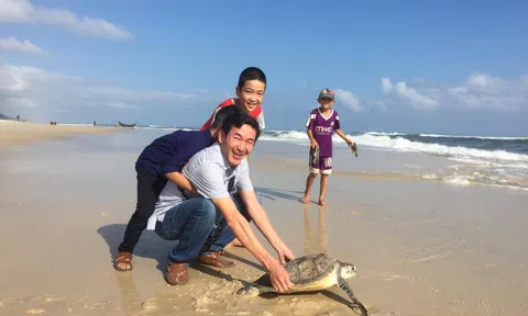 Cứu thành công hai cá thể rùa biển tại Quảng Trị