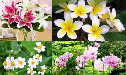 Những loại hoa kiêng kỵ cắm trên bàn thờ kẻo tán gia bại sản