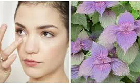 Cách trị mụn thịt quanh mắt hiệu quả bằng lá tía tô