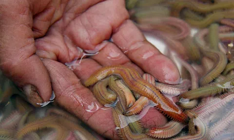 Giải đáp về con rươi- đặc sản mùa Thu miền Bắc: Rươi là con gì, có độc không?