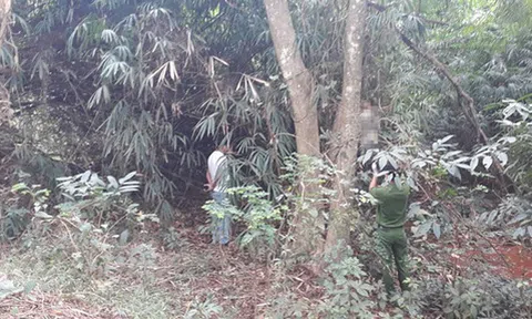 Chủ tịch xã tử vong bất thường trong tư thế treo cổ trên cây sầu riêng