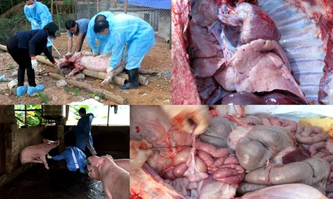 Không có chuyện \'lợn bỗng nôn ra máu, da tím ngắt rồi chết\' ở Lạng Sơn