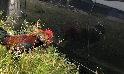 Gà mổ trầy ô tô, kiện chủ nhân của gà hay đòi bảo hiểm?