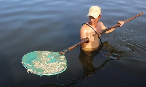 10 vạn tôm nuôi chết bất thường, chủ hồ nghi bị `chuốc` thuốc độc