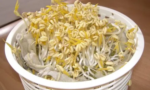 Hướng dẫn cách làm giá đỗ đơn giản, an toàn ngay tại nhà