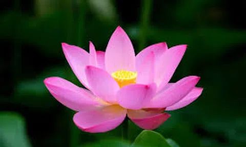 15 câu nói của thiền sư Thích Nhất Hạnh giúp bạn cảm thấy hạnh phúc hơn 