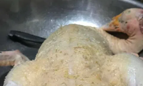 Khổ sở làm mãi không sạch lông ngan bà nội trợ được \"500 chị em\" chỉ mẹo cực hay