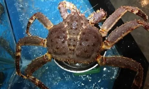 Cua Hoàng đế cập bến Cố đô Huế phục vụ những thực khách sành ăn