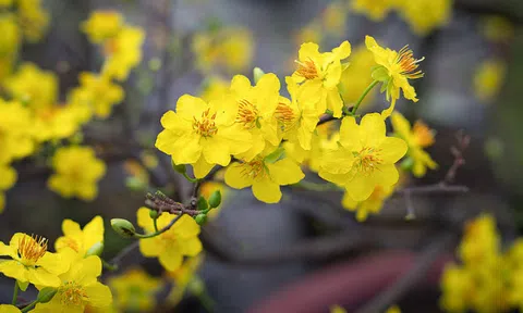 Bật mí 5 loại hoa đón tài lộc vào nhà ngày Tết