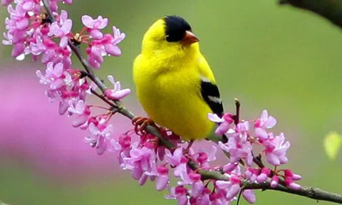 Năm 2019 lập xuân đúng ngày mùng 1 Tết nguyên đán