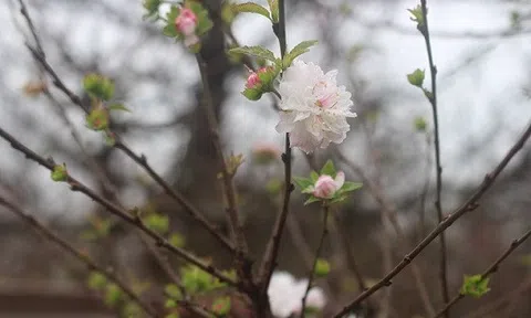 Mai trắng Nhật Tân khoe sắc đón Tết Kỷ Hợi
