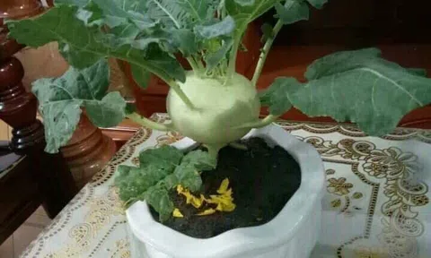 Cải bắp, su hào.. hóa thành cây Tết