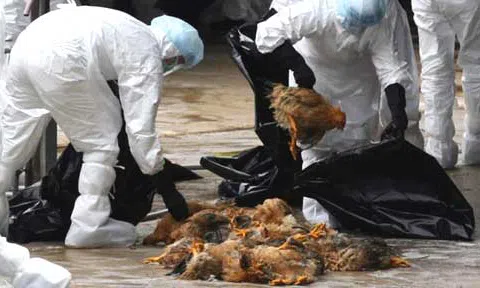 Kết quả xét nghiệm mới nhất hai ca viêm phổi nghi nhiễm cúm gia cầm dịp Tết Kỷ Hợi