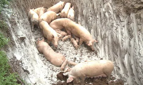 Hải Phòng: Phát hiện ổ dịch tả lợn châu Phi