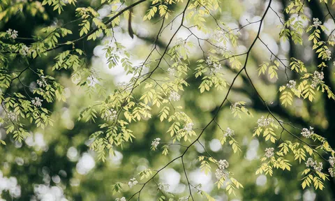 Lại một mùa hoa sưa dịu dàng về trên phố Hà Nội