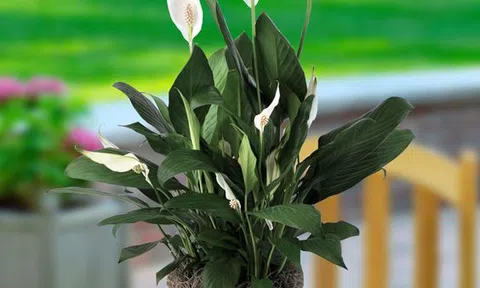 Điểm danh 5 loại cây cảnh giúp thanh lọc không khí trong nhà cực tốt
