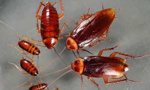 Bật mí 5 mẹo diệt gián tận gốc