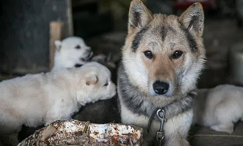 Hàn Quốc đóng cửa chợ thịt chó nổi tiếng