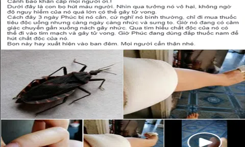 TP.HCM: Hoang mang thông tin bị bọ xít “hút máu” người gây tử vong 