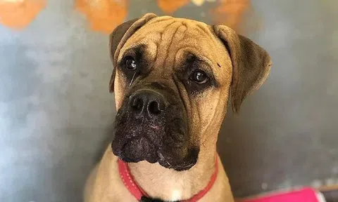 Bị chủ bỏ rơi, chú chó vẫn trung thành vượt 200km tìm đường trở về