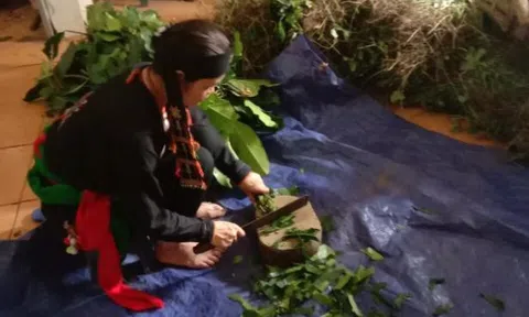 Cây lá rừng của lương y trị “dứt’’ bệnh trĩ không cần phẫu thuật